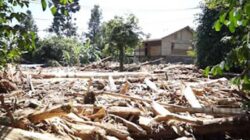 Batang kayu gelondongan menumpuk di pemukiman warga Pidie Jaya, Aceh.