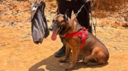 Reno, Anjing K9 SAR