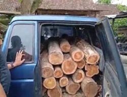 Penangkapan Kayu Ilegal di Ngawi Libatkan Polisi Hutan