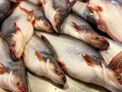 Mikroplastik dan Logam Berat, Konsumen Diminta Hati-Hati Pilih Ikan Patin