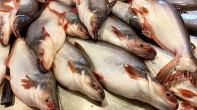Mikroplastik dan Logam Berat, Konsumen Diminta Hati-Hati Pilih Ikan Patin