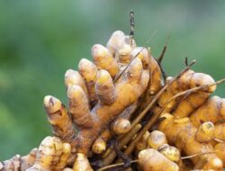 Kunyit Biru dari India, Bukan Sekadar Unik, tapi Kaya Khasiat