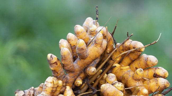 Langka, kunyit biru dikenal akan manfaat kesehatannya.