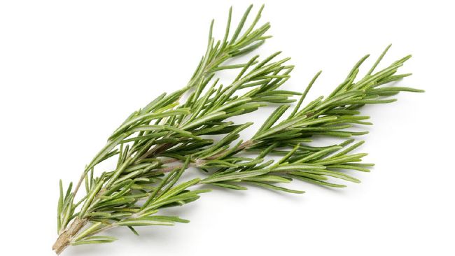 Daun rosemary yang direbus bisa jadi salah satu daun yang bisa menurunkan kadar gula darah.