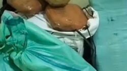 Narkotika jenis ganja.