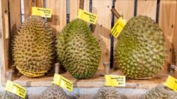 Harganya yang selangit membuat durian Musang King asal Raub, Malaysia disetarakan dengan tas Hermes.