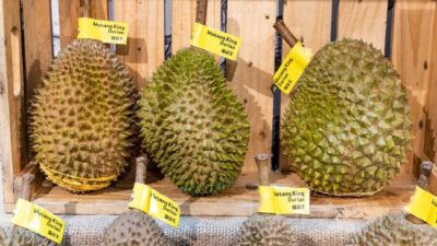 Harganya yang selangit membuat durian Musang King asal Raub, Malaysia disetarakan dengan tas Hermes.