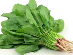 Dari Keripik hingga Soda, Makanan Favorit Anak Ternyata Berisiko bagi Ginjal