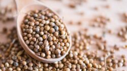 Selain buat bumbu, ketumbar juga punya khasiat kesehatan.