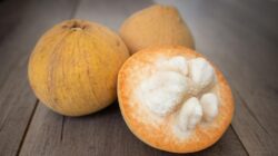 Ada banyak manfaat buah kecapi untuk kesehatan.