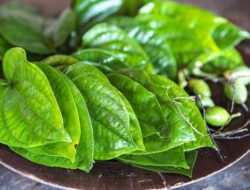 Khasiat Air Rebusan Daun Sirih yang Dipercaya Sejak Lama