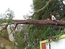 Tragedi di Gunung Tidar, Pohon Pinus Roboh, Satu Peziarah Meninggal Dunia