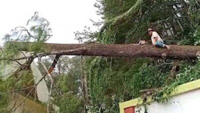 Petugas mengevakuasi korban pohon tumbang.