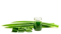 Air rebusan daun pandan punya manfaat kesehatan yang luar biasa.