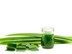 Manfaat Rebusan Daun Pandan, Dari Tekanan Darah hingga Kualitas Tidur