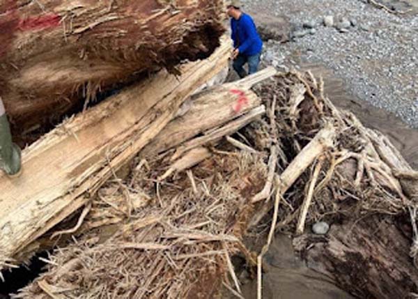 Dinas Kehutanan Provinsi Sumbar melakukan pendataan kayu