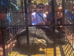 Dua Harimau Cacat Berhasil Dievakuasi BKSDA