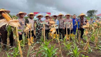 Edukasi Petani Kunci Tingkatkan Hasil Panen Jagung