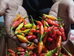 Bapanas Pastikan Stok Cabai Aman Meski Harga Masih Tinggi