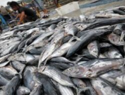 Musim Barat Tekan Aktivitas Nelayan, Hasil Tangkapan Awal Tahun Menurun