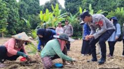 Polsek Tanjung Raja Dukung Ketahanan Pangan Lewat Penanaman Jagung.