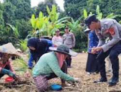 Dukung Program Presiden RI, Polsek Tanjung Raja Bersama Petani Tanam 5 Kg Bibit Jagung