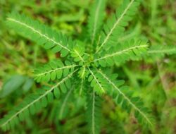 Rahasia Daun Meniran, Herbal Alami yang Bantu Lawan Virus dan Peradangan