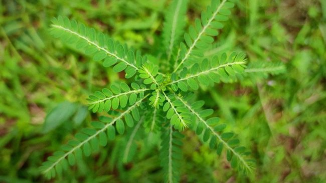 Ada banyak manfaat daun meniran bagi kesehatan meski dibutuhkan penelitian lanjutan.