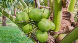 Kelapa muda, terutama airnya punya banyak manfaat kesehatan.