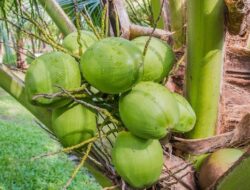 Tak Sekadar Pelepas Dahaga, Air Kelapa Muda Bantu Jaga Jantung hingga Ginjal