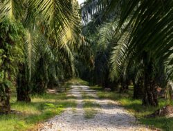 Program Pelatihan Dorong Petani Sawit Lebih Produktif dan Sejahtera
