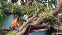 Ratusan rumah di 21 desa Kabupaten Purbalingga rusak tertimpa pohon tumbang.