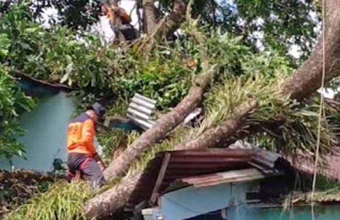 Ratusan rumah di 21 desa Kabupaten Purbalingga rusak tertimpa pohon tumbang.