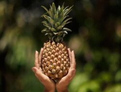 Rebusan Kulit Nanas, Solusi Alami untuk Pencernaan dan Detoksifikasi