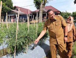 Sawirman Kelola 1 Hektare Lahan Tidur Jadi Kebun Cabai