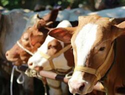 Kebutuhan Sapi Kurban Padang Capai 8.000 Ekor