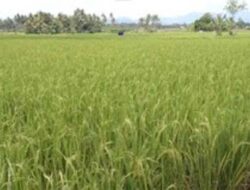 Rp455 Miliar untuk Pertanian Sumbar, Irigasi hingga Benih Jadi Fokus Pemulihan