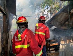 Api Hanguskan Kandang Sapi di Simpang Koto Tingga, Tidak Ada Korban Jiwa