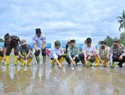 Pemulihan Sawah di Sumbar Berlanjut, Ribuan Hektare Masuk Tahap Rehabilitasi