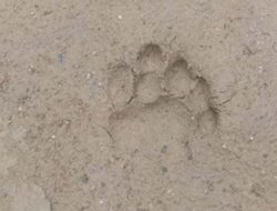 Keresahan Warga X Koto Singkarak, Jejak Harimau Muncul hingga Area Kebun