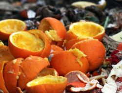 6 Cara Cerdas Manfaatkan Kulit Jeruk untuk Berkebun di Rumah