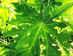 Rahasia Dapur, Cara Daun Pepaya Membuat Daging Lebih Lunak