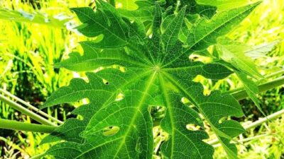 Daun pepaya bisa digunakan untuk membuat daging lebih empuk.