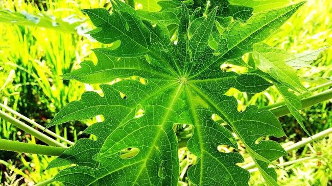 Daun pepaya bisa digunakan untuk membuat daging lebih empuk.