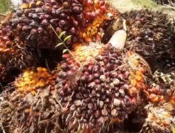 Harga TBS Kelapa Sawit di Pasaman Barat Tembus Diangka Rp 4.125 Per Kilogram, Petani Tarik Nafas Lega