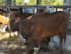 Pemkab Dharmasraya Bagikan Hewan Kurban Secara Merata Lewat Sistem Undian