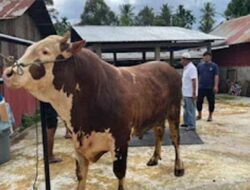 Sapi Kurban 960 Kg dari Presiden Disalurkan untuk Warga Padang Panjang