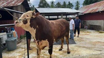 Marlboro, sapi jenis simental yang terpilih jadi hewan kurban Presiden Prabowo di Padang.