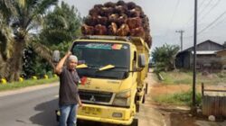 Petani kelapa sawit di Pessel mengangkut hasil panen.