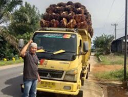 Dari Rp2.000 ke Rp700, Harga Sawit di Pessel Turun Tajam dalam Waktu Singkat